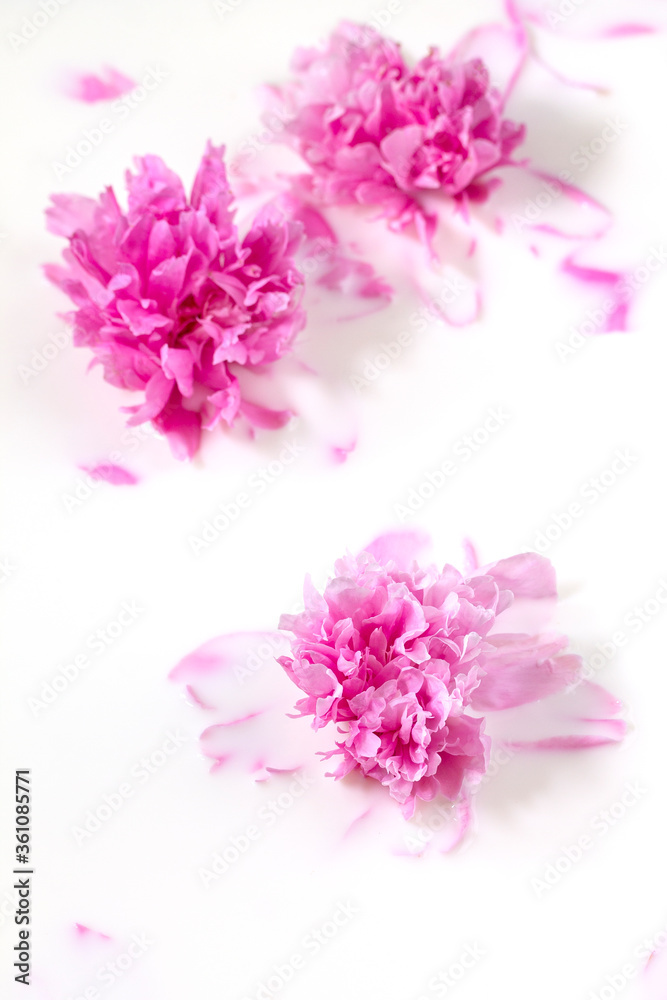 Flowers and milk. Bath Pink peony flower in milk. The concept of tender beauty, purity, freshness, naturalness.
