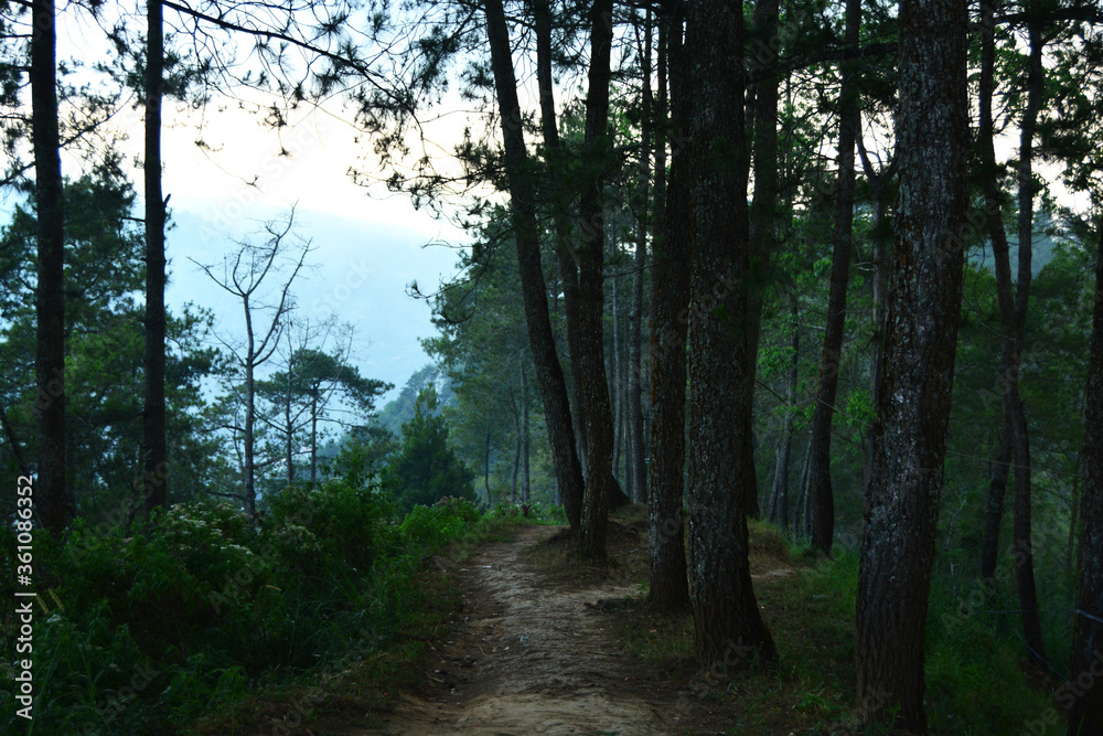 Obraz premium path in the forest