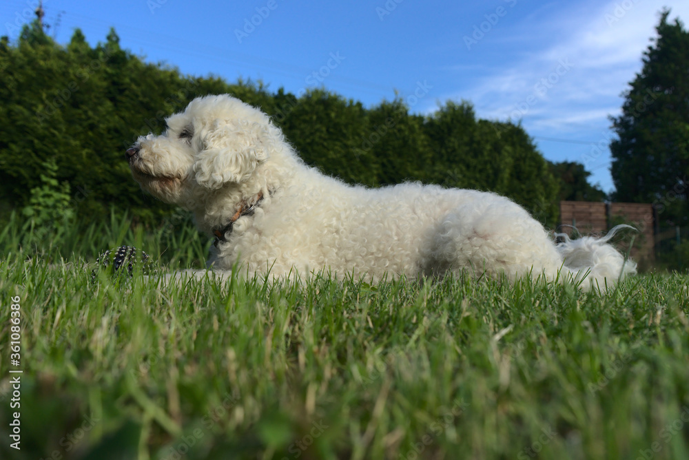 Fototapeta premium Śnieżka