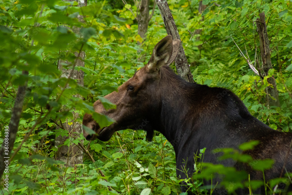 Moose Walking Through the Woods in Canada Moose Walking Through the Woods in Canada