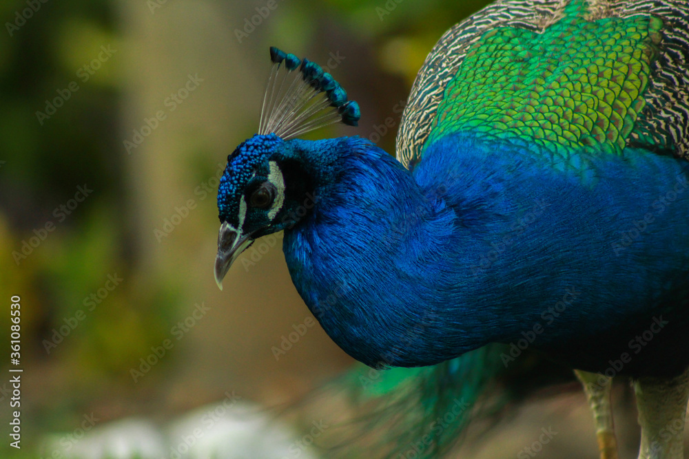 Male Peacock Bowing Down Showing its Colourful Feathers Male Peacock Bowing Down Showing its Colourful Feathers