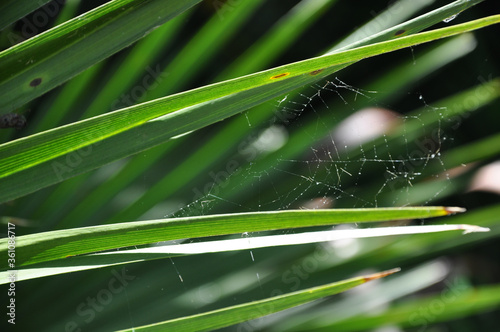 Spider Web