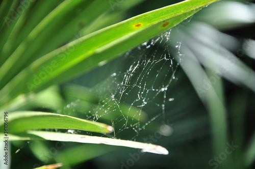 Spider Web on the Grass