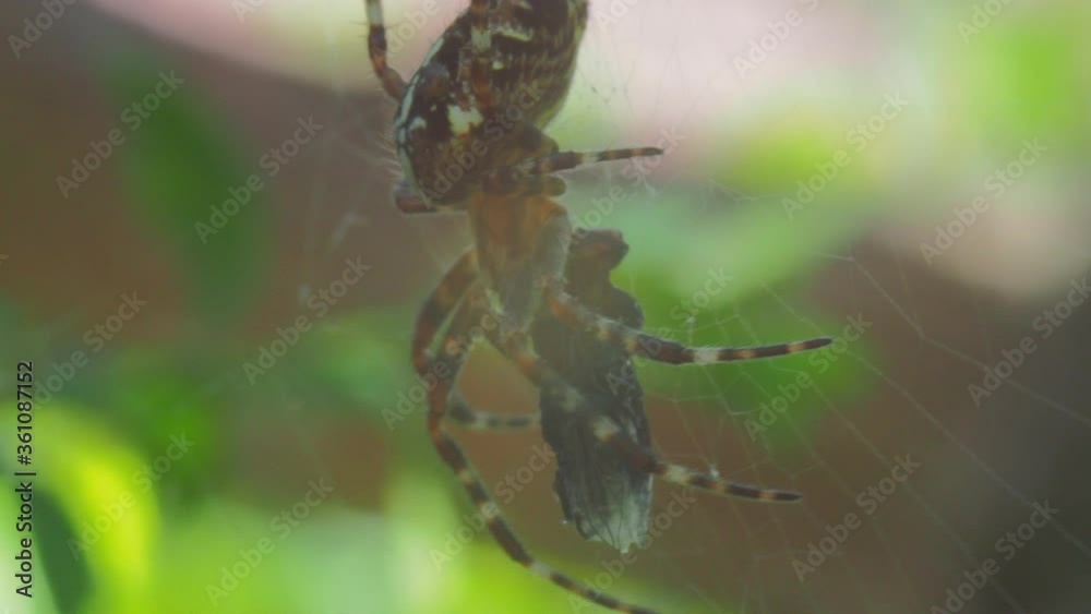 A close up of a spider. High quality footage. Macro A close up of a spider. High quality footage. Macro