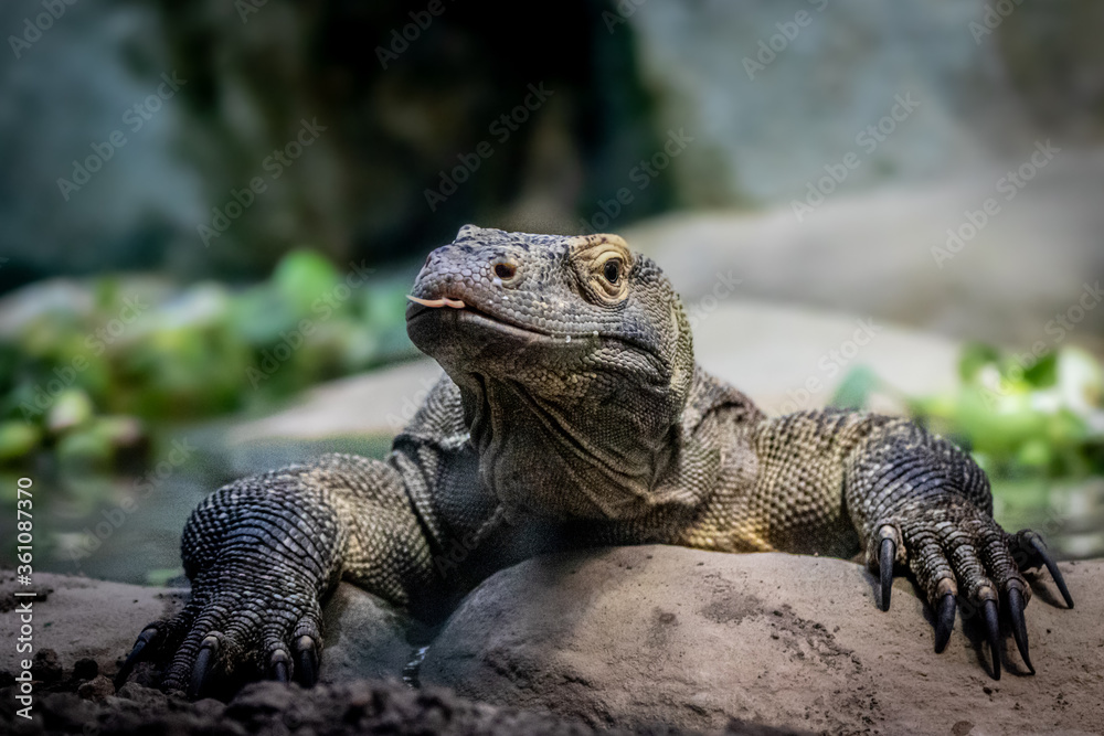 Komodo dragon lizard with long claws