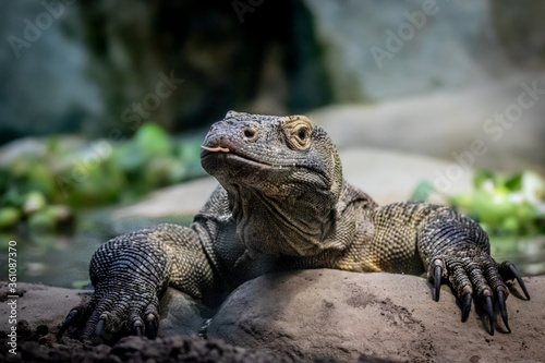 Canvas Print Komodo dragon lizard with long claws