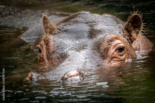 hippopotamus swimming in a river