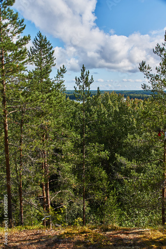 Forest hilly landscape.Deciduous and coniferous forest in which grass grows. The forest is located on the hills. Visible stones, roots, needles on the ground, ravines. The sun shines through the branc photo