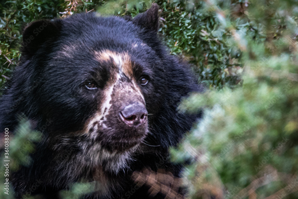 Portrait of a south american black Andes bear Portrait of a south american black Andes bear