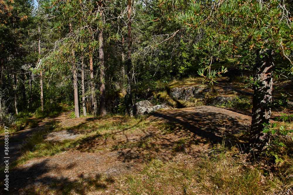Forest hilly landscape.Deciduous and coniferous forest in which grass grows. The forest is located on the hills. Visible stones, roots, needles on the ground, ravines. The sun shines through the branc Forest hilly landscape.Deciduous and coniferous forest in which grass grows. The forest is located on the hills. Visible stones, roots, needles on the ground, ravines. The sun shines through the branc