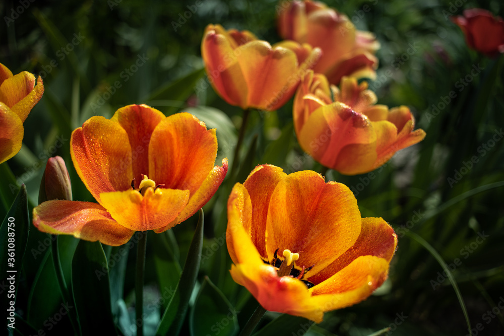 kwitnące pomarańczowe tulipany w ogrodzie na rabacie słońce kwitnące pomarańczowe tulipany w ogrodzie na rabacie słońce