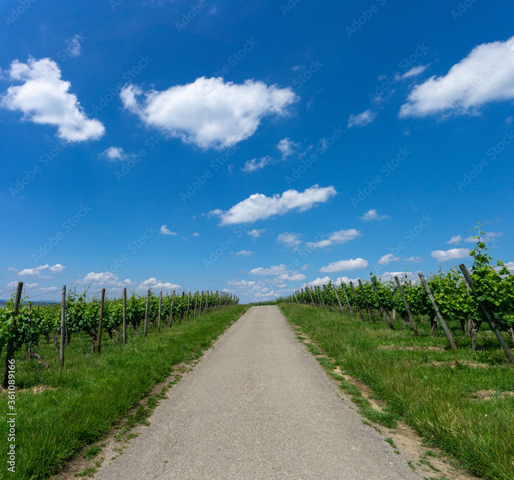 country road leading through endless rows of grapevines in a vineyad under a blue sky with white cumulus clouds country road leading through endless rows of grapevines in a vineyad under a blue sky with white cumulus clouds