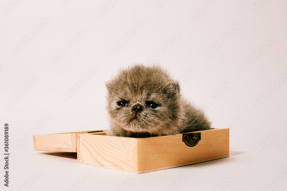 two week old isolated exotic cat on white background
