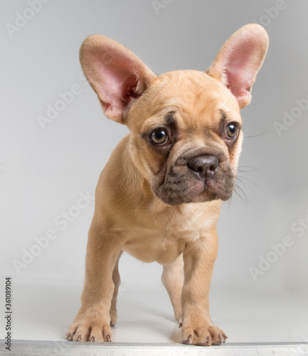 Portrait of a french bulldog puppy on a white background.