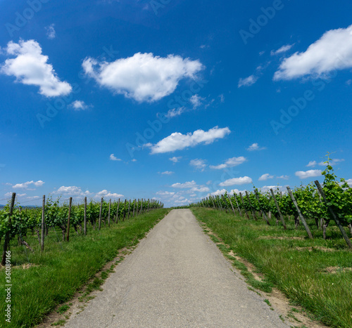 country road leading through endless rows of grapevines in a vineyad under a blue sky with white cumulus clouds