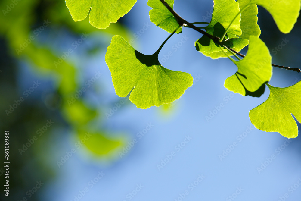 Obraz premium Close-up: Green leaves of Ginkgo biloba against the blue sky