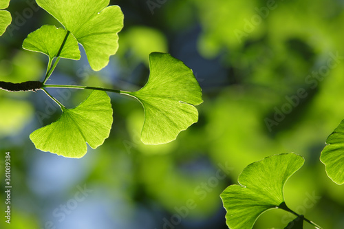 Ginkgo biloba tree. Green leaves of the  in bright illumination with a blurred background