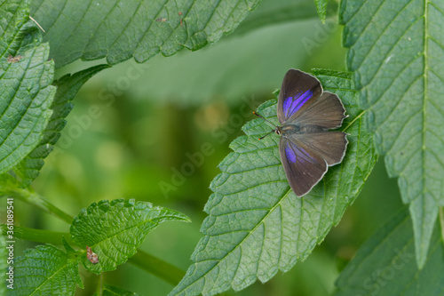 Blauer Eichen-Zipfelfalter (Favonius quercus) photo
