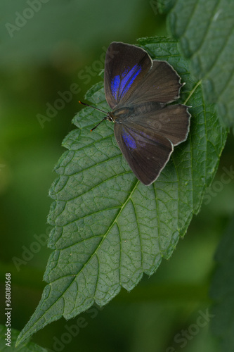 Blauer Eichen-Zipfelfalter (Favonius quercus) photo