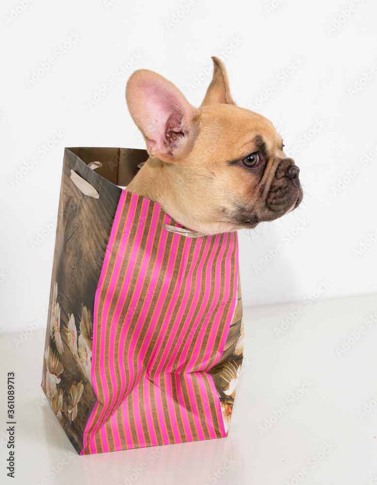 bulldog gift bag