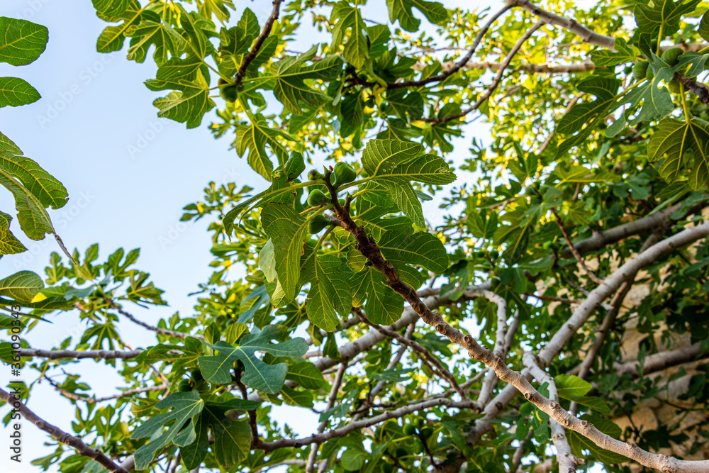Ripening Fig Tree