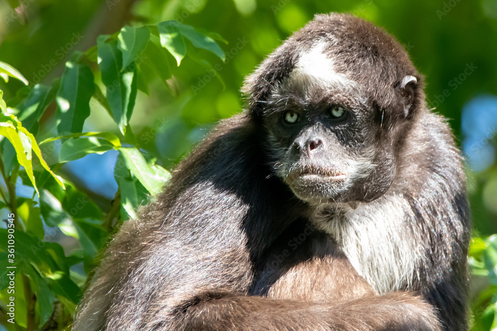 Fototapeta premium a brown spider monkey sitting in a tree
