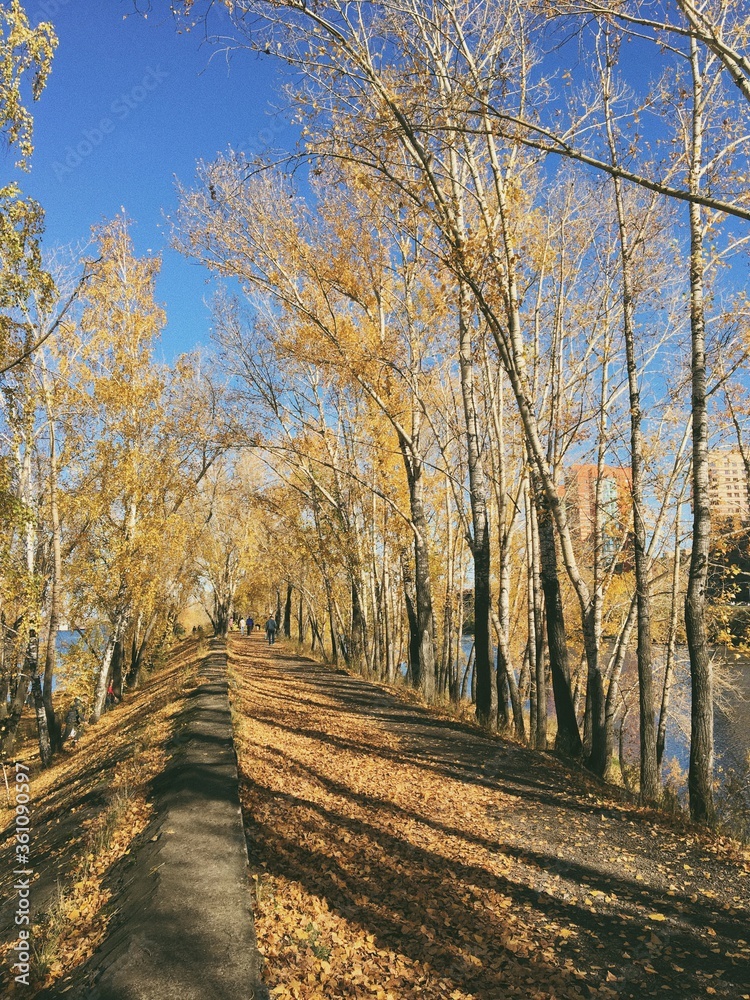 Fototapeta premium autumn in the park