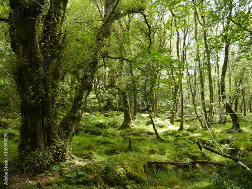 Green moss and trees in the forest of Southern England