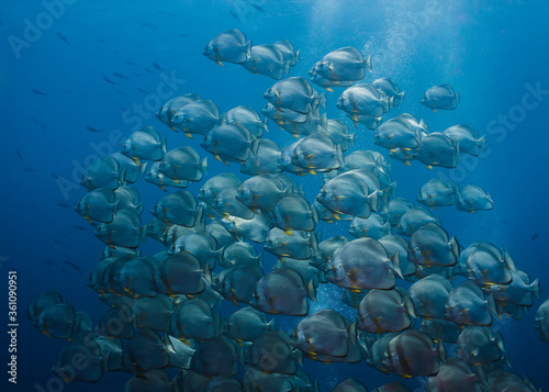 Large school of Orbicular spadefish (Platax orbicularis) swimming together in the open blue water