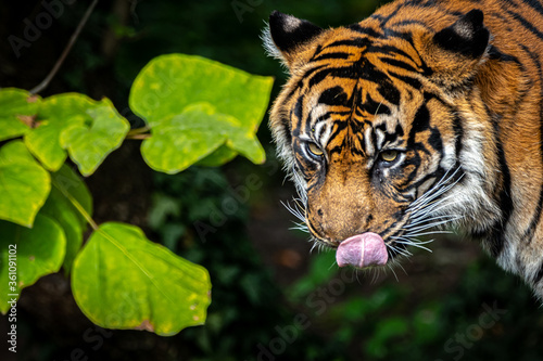 Artistic portrait of a tiger © Ralph Lear