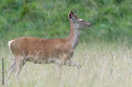 Young red deer cross the meadow (Cervus elaphus)