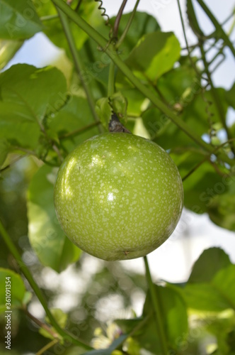 passion fruit on tree