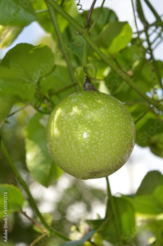 passion fruit on tree
