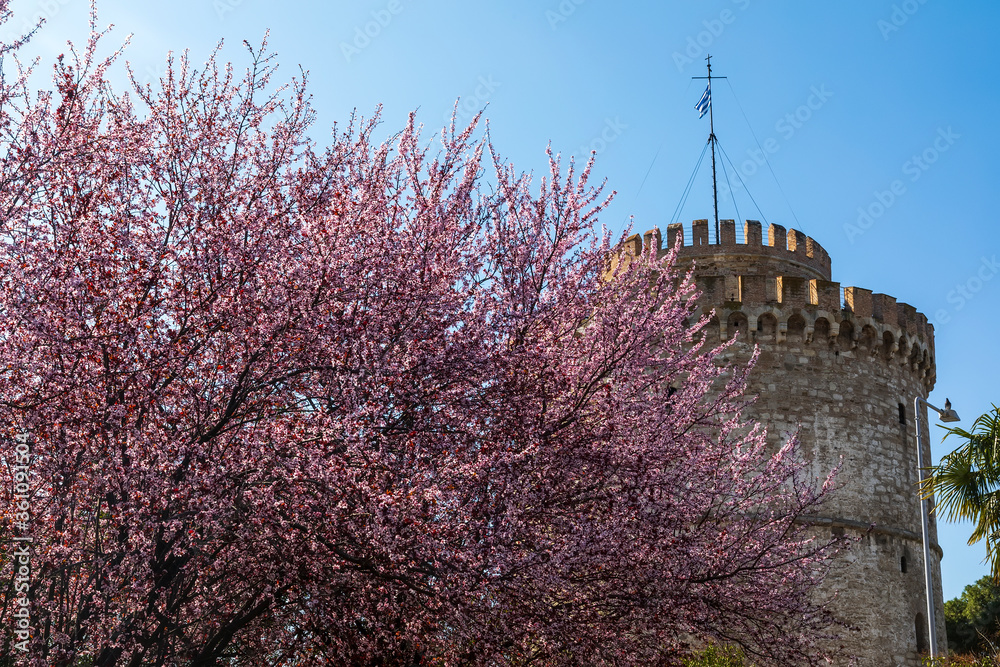 White Tower of Thessaloniki in Greece, cherry blossom White Tower of Thessaloniki in Greece, cherry blossom