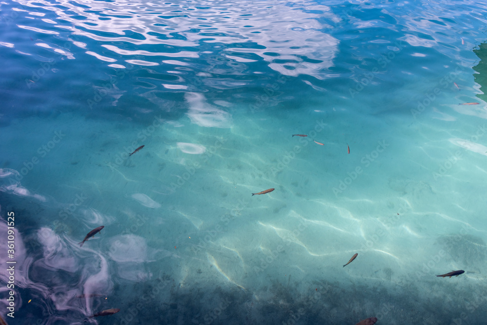 Obraz premium Fishes in cristal clear water