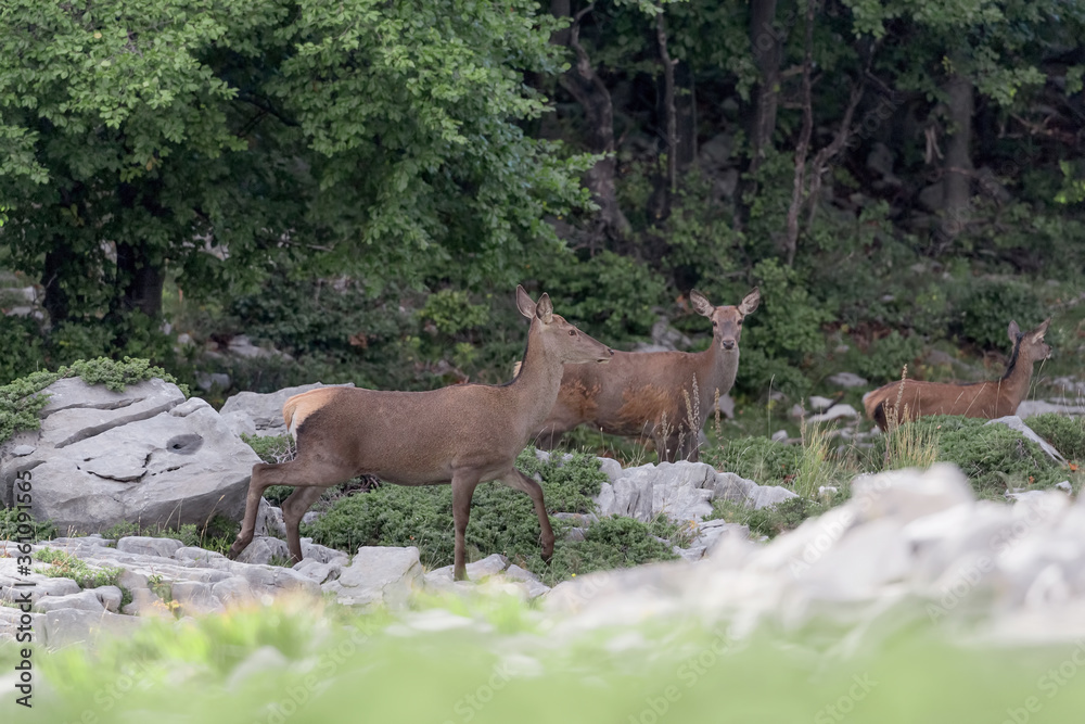 Deer in the woods (Cervus elaphus) Deer in the woods (Cervus elaphus)