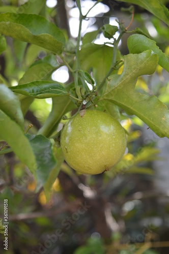 passion fruit on tree