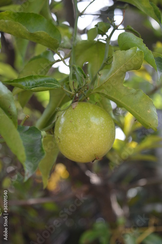 passion fruit on tree