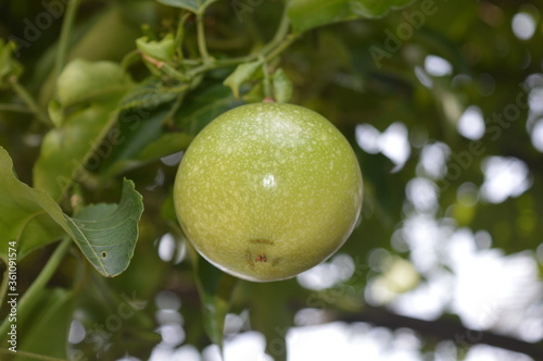 passion fruit on tree