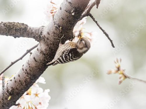 Japanese pygmy woodpecker in cherry blossoms 2 photo
