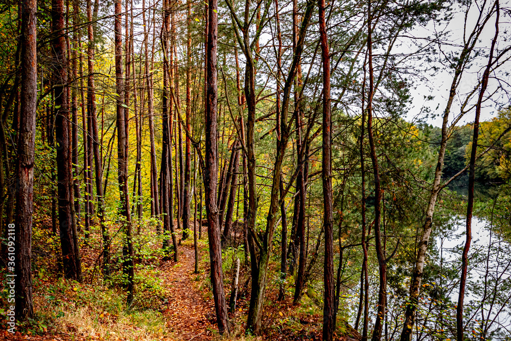 Obraz premium szlak przez kilka małych drzewek