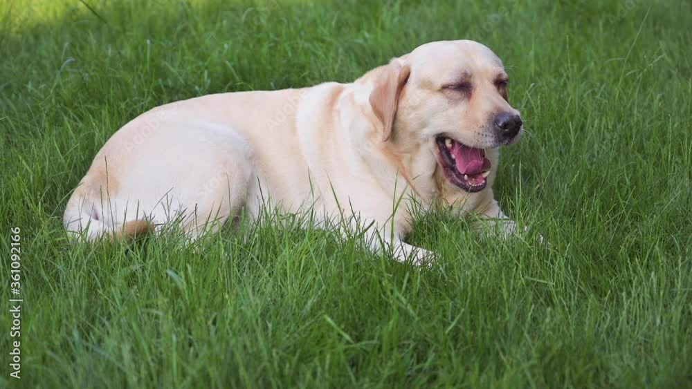Labrador retriever dog is lying - resting after walks on green grass outdoor. Pets playing outside. Funny animal. Dog yawns, slow motion. Labrador retriever dog is lying - resting after walks on green grass outdoor. Pets playing outside. Funny animal. Dog yawns, slow motion.
