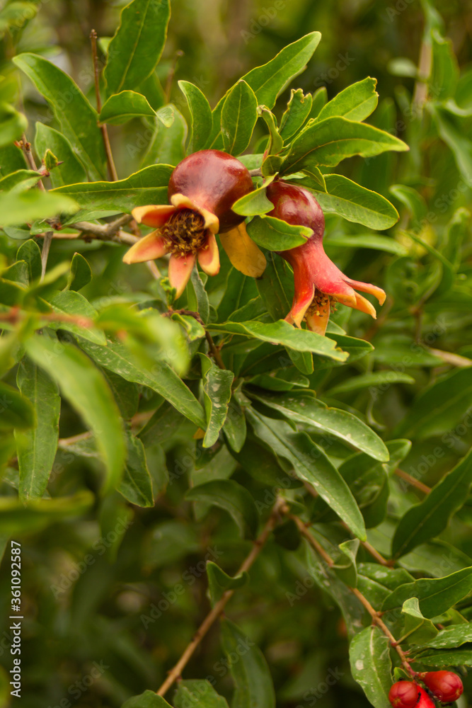 Unripe pomegranate and its flowers on a green tree in the summer in the garden Unripe pomegranate and its flowers on a green tree in the summer in the garden