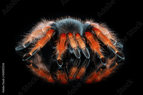 Black and red hairy spider on isolated black background with reflection. Close up big red tarantula Theraphosidae.