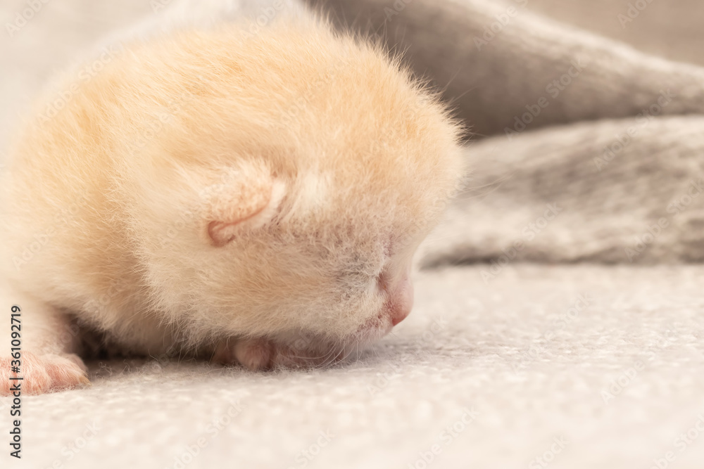 Little British kitten learns to walk Little British kitten learns to walk