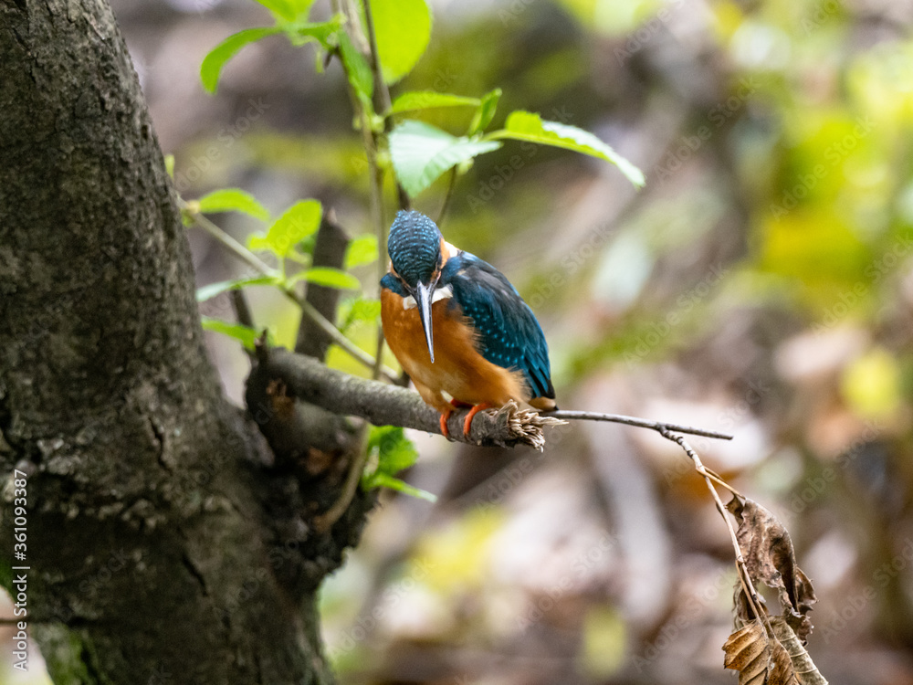 common kingfisher on a tree in spring 10 common kingfisher on a tree in spring 10