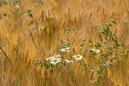 Ripe cornfield, a mix of ba...