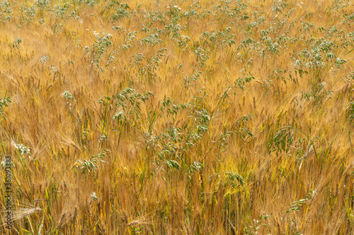 Ripe cornfield, a mix of ba...