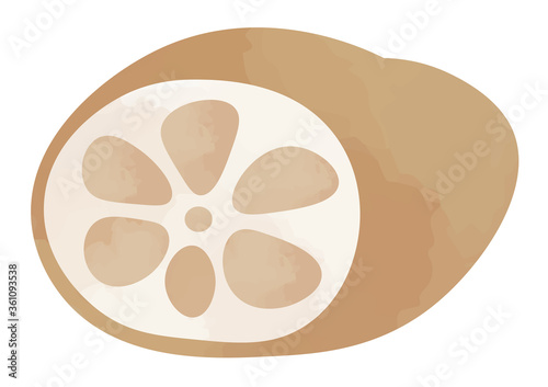 レンコンのイラスト
