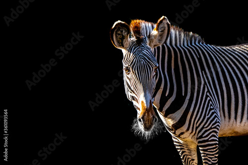 Striped Zebra with mane shining in the sun